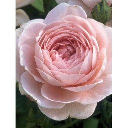 Rosier Anglais QUEEN OF SWEDEN Rose