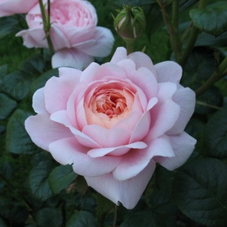 Rosier Anglais QUEEN OF SWEDEN Rose
