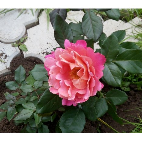 Rosier Grimpant BELLE EPOQUE Rose