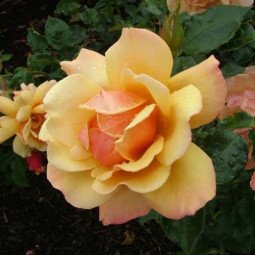 Rosier Grimpant BELLE EPOQUE Rose