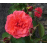 Rosier Grimpant NUAGE PARFUME Rose