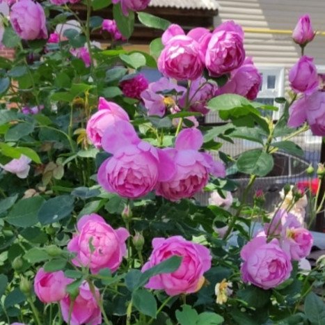 Rosier Anglais ROYAL JUBILEE Rose