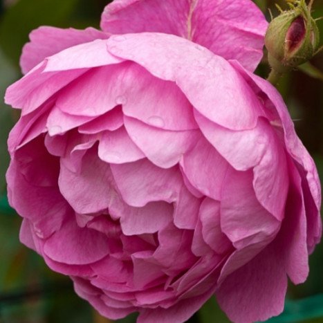 Rosier Anglais ROYAL JUBILEE Rose