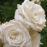 Lot de 3 Rosiers à Grandes Fleurs ANNAPURNA Blanc