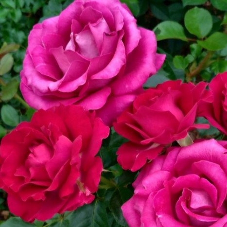 Lot de 3 Rosiers à Grandes Fleurs BELLES RIVES Rose Vif