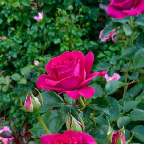 Lot de 3 Rosiers à Grandes Fleurs BELLES RIVES Rose Vif