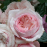 Lot de 3 Rosiers à Grandes Fleurs CHATEAU BARBEYROLLES Rose