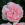 Lot de 3 Rosiers à Grandes Fleurs CHATEAU BARBEYROLLES Rose