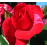 Lot de 3 Rosiers à Grandes Fleurs HENRI MATISSE Rouge/Rose