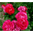 Lot de 3 Rosiers à Grandes Fleurs HENRI MATISSE Rouge/Rose