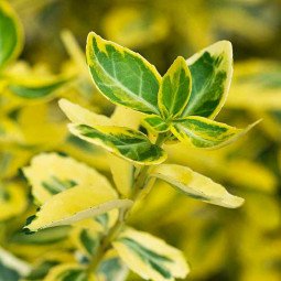 Euonymus fortunei 'Emerald 'n' Gold' 