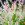 Salix Integra ‘Hakuro Nishiki’ (Salue Crevette)
