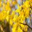 Forsythia intermedia lynwood Gold