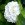Hydrangea Macrophylla blanc