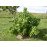 Ribes Nigrum ‘Noir de Bourgogne’ (Cassissier ‘Noir de Bourgogne’)