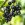 Ribes Nigrum ‘Noir de Bourgogne’ (Cassissier ‘Noir de Bourgogne’)