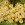 Ribes Rubrum Blanka (Groseiller ‘Blanka’)