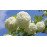 Viburnum Opulus Roseum (Boule de Neige)