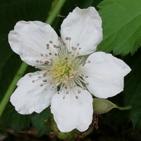 Rubus Ideus ‘Belle de Malicorne’ (Framboisier ‘Belle de Malicorne’)