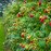 Rubus Ideus ‘Heritage’ (Framboisier ‘Heritage’)