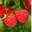 Rubus Ideus ‘Heritage’ (Framboisier ‘Heritage’)