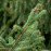Picea excelsa coupé label rouge 125/150cm (avec pied à réserve d'eau)