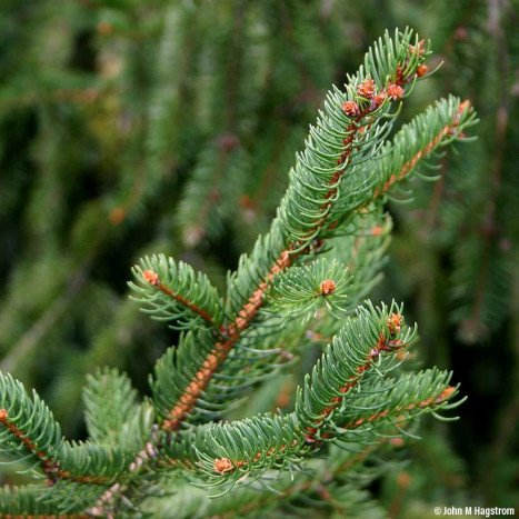 Picea excelsa coupé label rouge 175/200cm (avec pied à réserve d'eau)