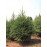 Picea excelsa coupé label rouge 200/250cm (avec pied à réserve d'eau)