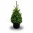 Picea omorika élevé en pot 80/100cm
