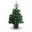 Picea pungens élevé en pot 125/150cm