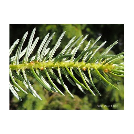 Picea omorika coupé 175/200 cm (avec bûche)