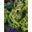 Picea omorika élevé pot 100/150cm