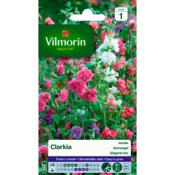 Clarkia cariée - VILMORIN