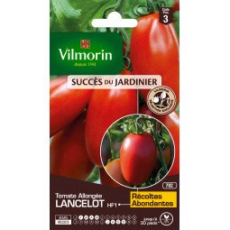 Tomate allongée LANCELOT - VILMORIN